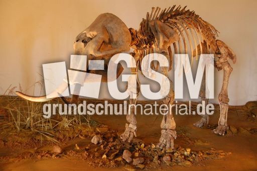 Mammut-Kalb.JPG